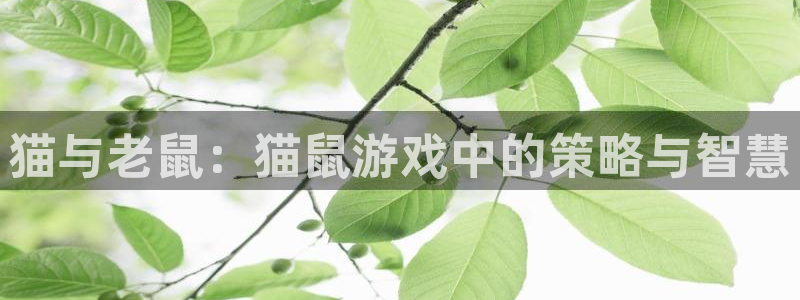 K8凯发官网入口：猫与老鼠：猫鼠游戏中的策略与智慧